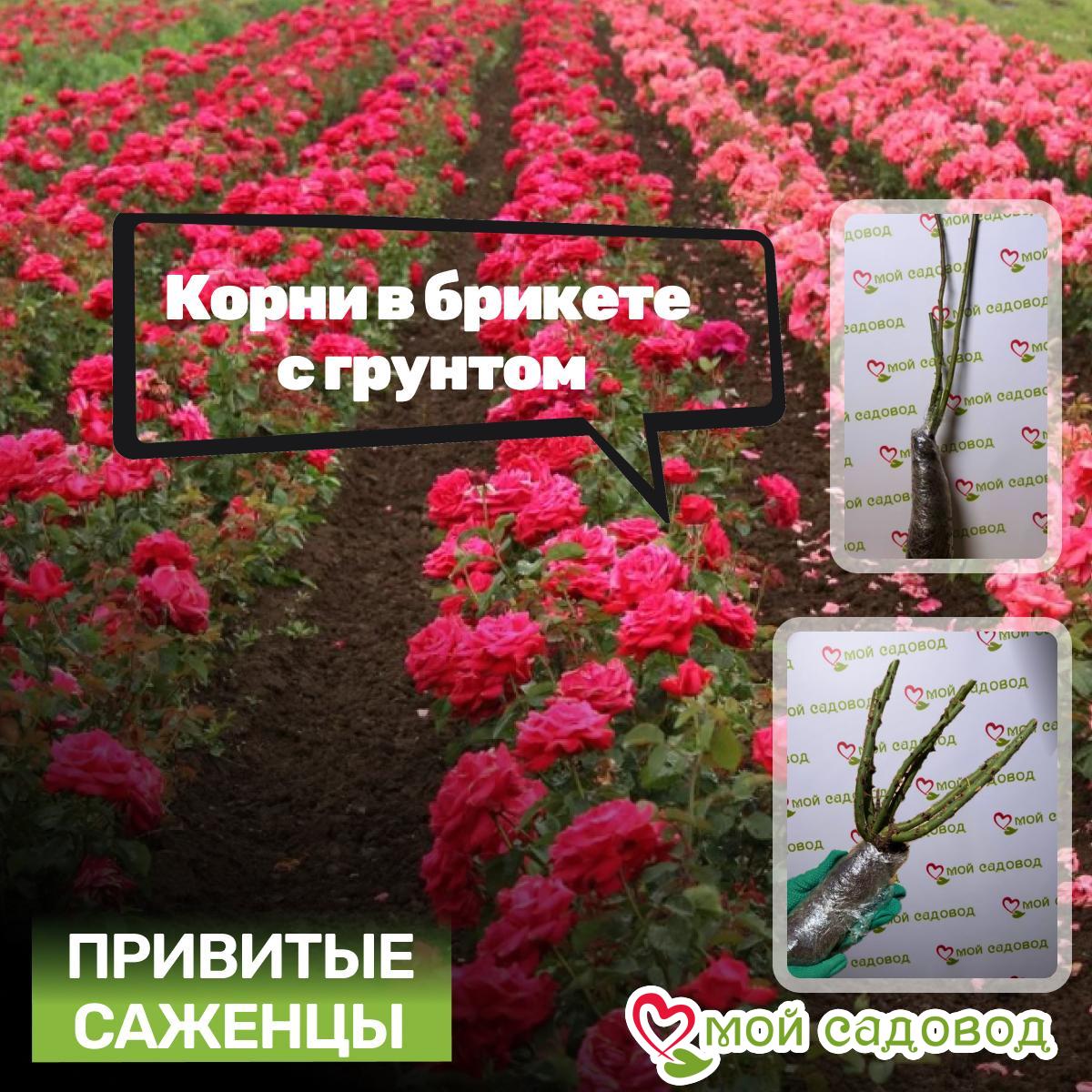 Роза Иден Блю